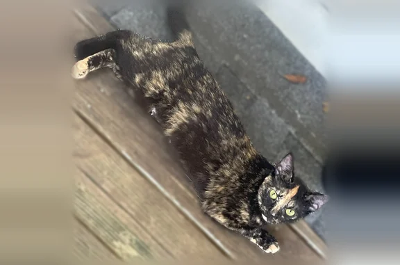 Lost cat, Burning Tree Road, 8...