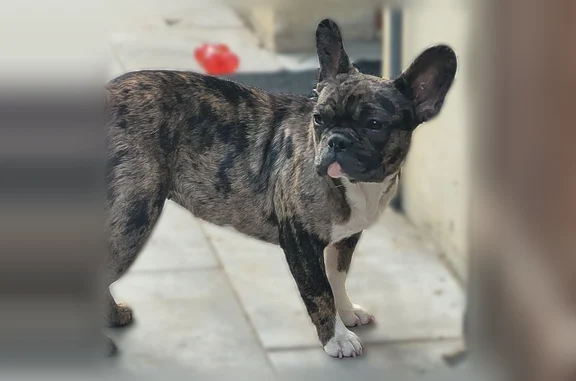 Perdu chien femelle, Chemin d'Entre Deux Noués, Villeneuve-la-Guyard, Poisat - bouledogue français, collier rose - photo