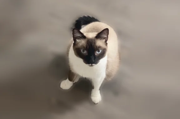 Animaux perdus Maxéville, photo: Chat perdu, M30, 6, Maxéville, Maxéville - mâle, petite moustache blanche