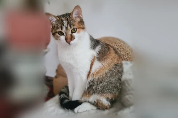 Chat perdu, La Havardais, 7, Fay-de-Bretagne, Nantes - petite tâche sur le nez - photo