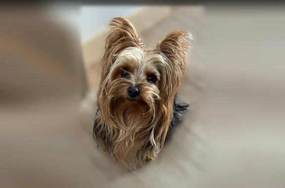 Perdu chien femelle, Hyères — Yorkshire - photo