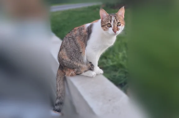 Chat perdu, Fay-de-Bretagne, Nantes - petite chatte tricolore pucée et stérilisée - photo