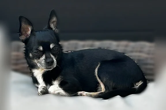 Animaux perdus Paris, photo: Perdu chien femelle, Rue Turenne, 2, Geispolsheim, Paris - noire, pattes blanches, oreilles droites