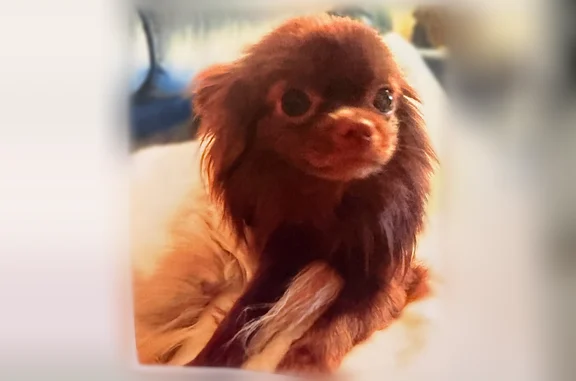 Chien perdu Paris, photo : Chien perdu, Avenue du Maréchal Maunoury, 29, Paris - chiot marron