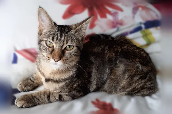 Animaux perdus Trégunc, photo: Perdu chat femelle, Route de la Pointe de la Jument, 1307, Trégunc - très sociable