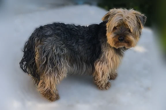 Animaux trouvés Montayral, photo: Trouvé chien, Route de Tournon, 6806, Bourlens, Montayral