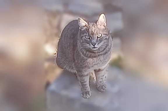 Animaux trouvés Flayosc, photo: Chat trouvé, Chemin de Sainte-Anne, Flayosc - très sociable, pelage gris tacheté