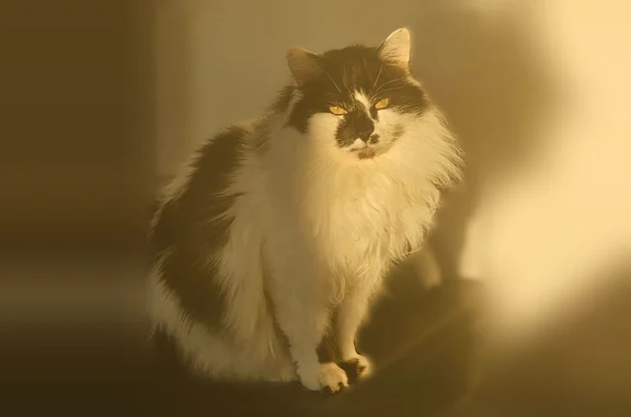 Animaux perdus Versailles, photo: Chat perdu, Rue des Réservoirs, Versailles - mâle noir et blanc, poil long
