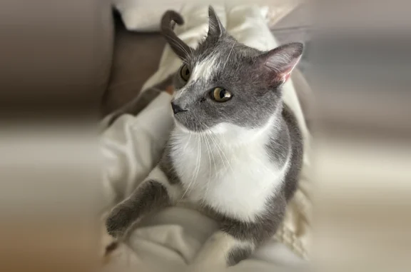 Animaux trouvés Toulouse, photo: Trouvé chat femelle, Chemin du Loup, Toulouse