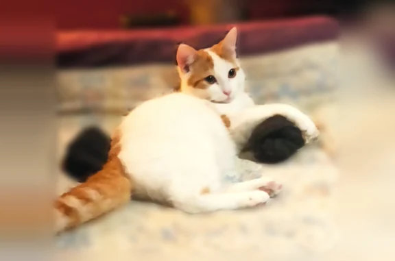 Chat perdu, Rue du Cloitre Notre-Dame, 6, Paris - mâle - photo