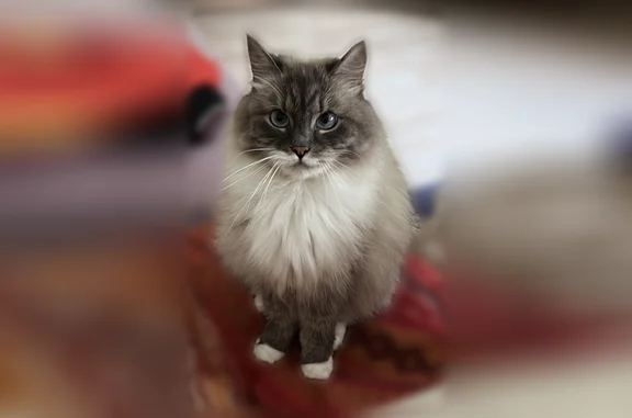 Chat perdu, Molsheim, photo: Chat perdu, Pornic, Pays de la Loire, Molsheim — femelle sibérienne, pucée