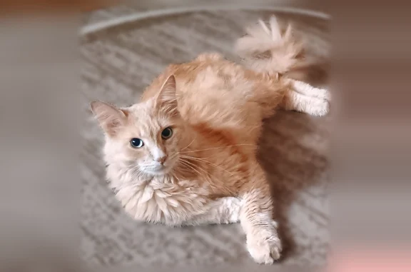 Animaux perdus Rouen, photo: Chat perdu, Rue Saint-Patrice, 31, Rouen - mâle à poils longs, crème