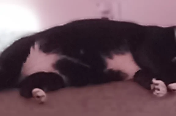 Lost cat, Comer Street, 107, Columbus, Atlanta - male tuxedo cat with green eyes - photo