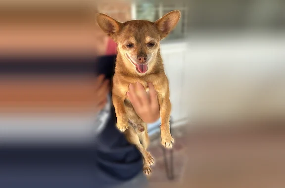 Found dog Socorro, photo: Found dog, Market Place, 9941, Socorro - male, running next to traffic