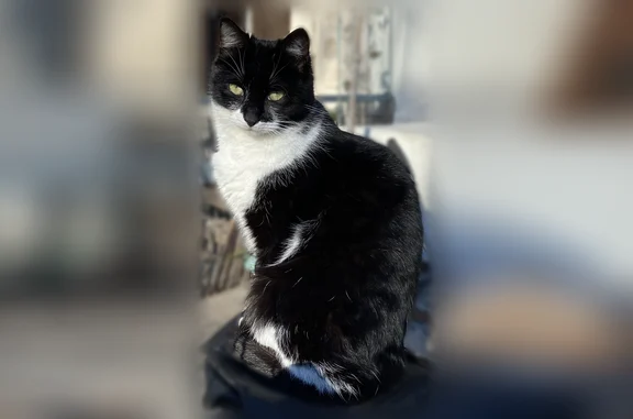 Animaux perdus Grabels, photo: Chat perdu, Place Paul Chassary, Grabels — mâle, chasseur