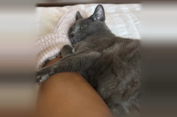 Lost cat, Tates Creek Road, 4030, Lexington - male, large build - photo