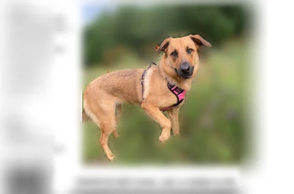 Lost dog, Walnut Lane, Houston - female, will flee if approached - photo