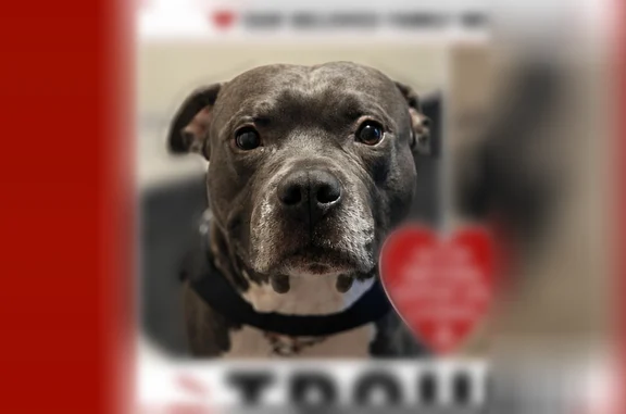 Lost dog, Appleton Street, Detroit - male - photo
