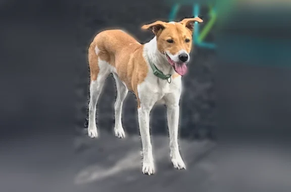 Lost dog, Marion Oaks Trail, 6231, Marion Oaks - male - photo