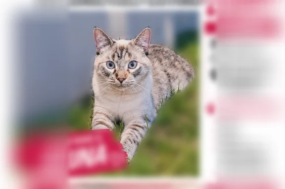 Missing cat Dodge City, photo: Lost cat, Avenue A, 2809, Dodge City - female, blue eyes