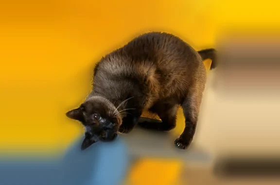 Chat perdu, Boulevard Laënnec, 29, Lorient - photo