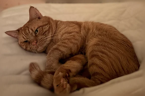 Lost cat, North Rhodes Street, 1752, Arlington - male, orange tabby, very vocal - photo