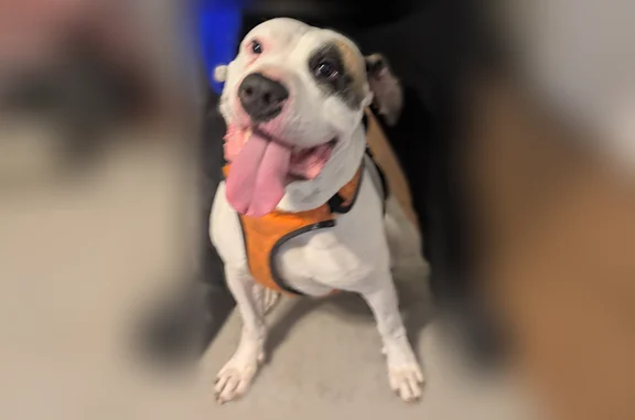 Lost dog, Marthasville, Missouri - all white with brown patch to left eye and ear - photo