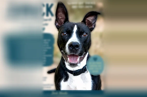 Found pets Huntington, photo: Found dog, 8th Street, 468-498, Huntington - male, neutered, in training