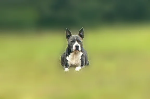 Found pets Stokesdale, photo: Found dog, Stokesdale, North Carolina — male pit bull mix
