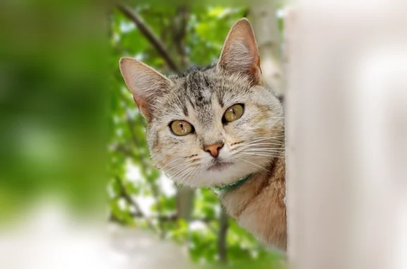 Animaux perdus Paris, photo: Chat perdu, Rue Adèle, 17 Bis, Villemomble, Paris - femelle tigrée brune