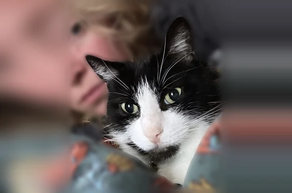 Lost cat male, Rogers Street Southeast, Atlanta - black and white, light blue collar with AirTag - photo