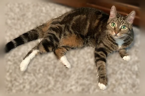 Lost cat, Northeast Thorncroft Drive, 2192, Hillsboro - female brown tabby, green eyes - photo
