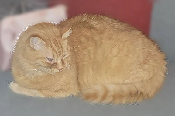 Animaux perdus Marignane, photo: Perdu chat femelle, Rue Turgot, 9, Nîmes, Marignane - rousse, œil bleuté