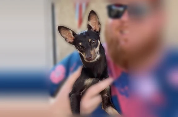 Missing dog Show Low, photo: Lost dog, Country Club Drive, 3341, Show Low - female, small Chihuahua in a pink harness