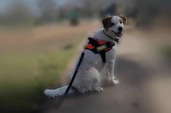 Lost pets Duluth, photo: Lost dog, West Central Entrance, 903, Duluth - female, skittish, ran into the woods behind Coppertop Church