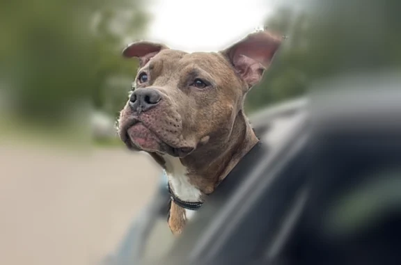 Lost dog, Clover Hill Drive, 733, Cookeville - male - photo