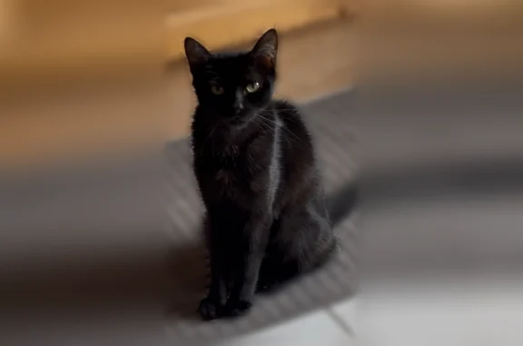 Chat perdu, Fleurance, photo: Chat perdu, Allée Wolfgang Mozart, 9, Fleurance - femelle, fine de corps