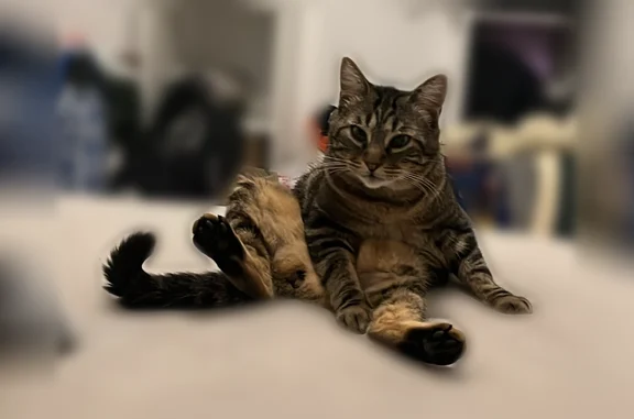 Animaux perdus Pertuis, photo: Chat perdu, Rue du Faubourg Saint-Antoine, Pertuis - mâle européen tigré
