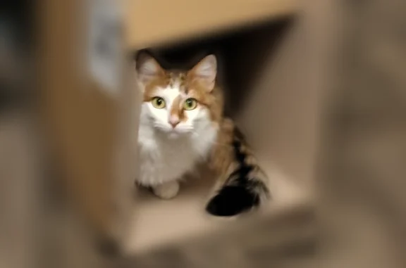 Chat perdu, Rue Richelandière, 60, Saint-Étienne - femelle craintive - photo