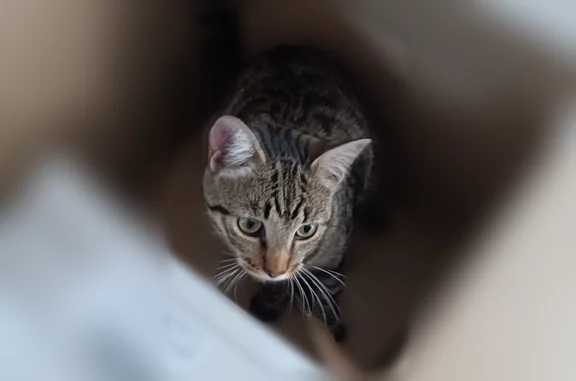 Chat perdu, Route de la Tuilière, Saint-Selve, Gironde-sur-Dropt - tigré, mâle - photo