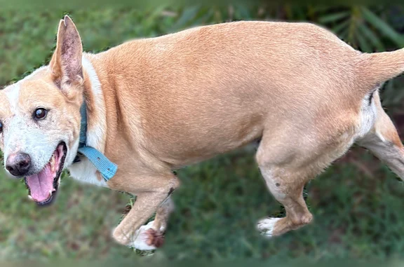 Lost dog, Alamihi Street, 286, Waianae - male, partially blind and deaf - photo