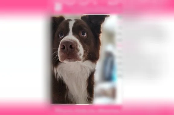 Missing dog Male, Chesterfield (usl537961) - photo