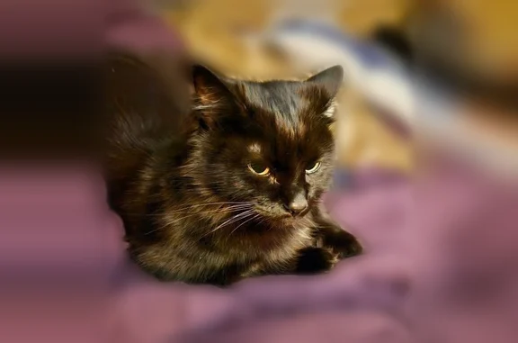 Lost cat, Buck Trail, 105, Newnan, Surfside Beach - male, skittish domestic medium hair - photo