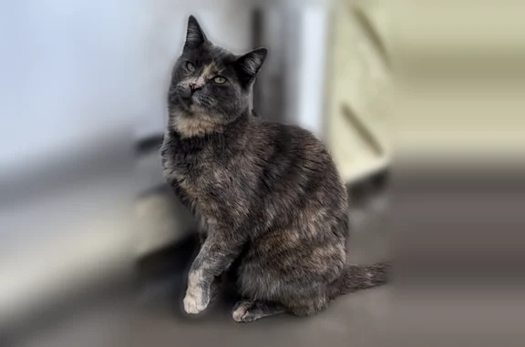 Lost cat, female, Arab Court Southeast, 7711, Olympia - dilute tortoiseshell, friendly - photo