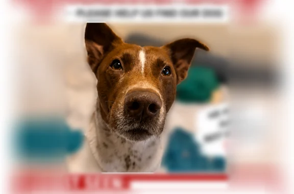 Lost dog, South Ainsworth Street, 15605, Gardena - photo