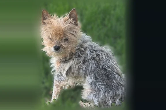 Lost dog, South Kingston Avenue, 8454, Chicago - male, black and grey with light brown face and head - photo
