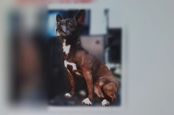 Missing dog Modesto, photo: Lost dog, Scenic Drive, 1526, Modesto - female Chihuahua