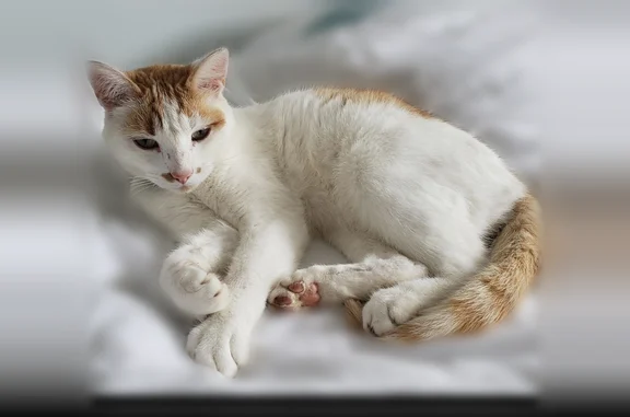 Chat perdu, Rue de Picardie, Lannion, Plémy - mâle européen blanc avec collier rose - photo
