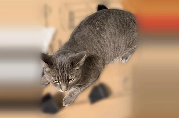 Lost cat, Woodland Drive, 1471, Ashland, Portland - male, large grey with dark grey stripes, no collar - photo