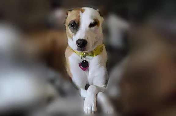 Lost dog, female, Milford Mill, Maryland, Arlington - tan/light brown and white, yellow collar with teal leash - photo